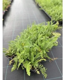 Yarrow