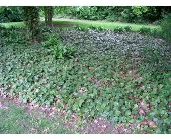 Large-leaved ivy as ground cover