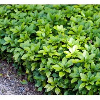 Japanese Spurge