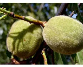 Sweet Almond