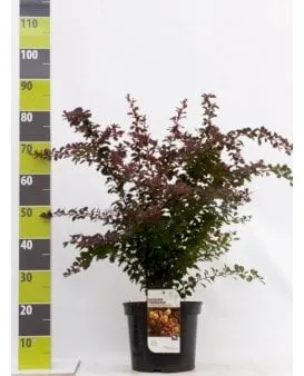 Red barberry hedge