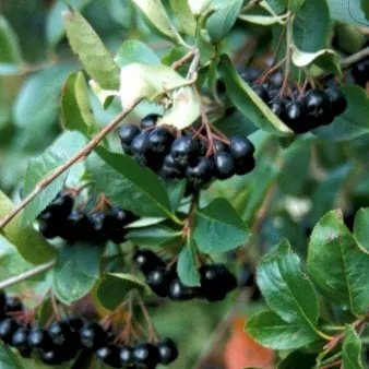 Chokeberry