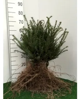 Yew hedge