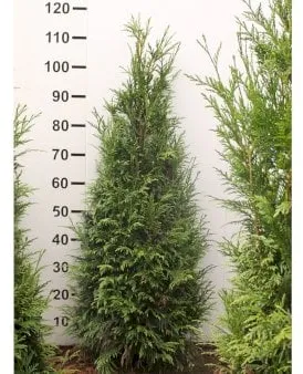 Giant thuja