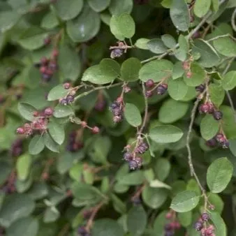 Clustered serviceberry